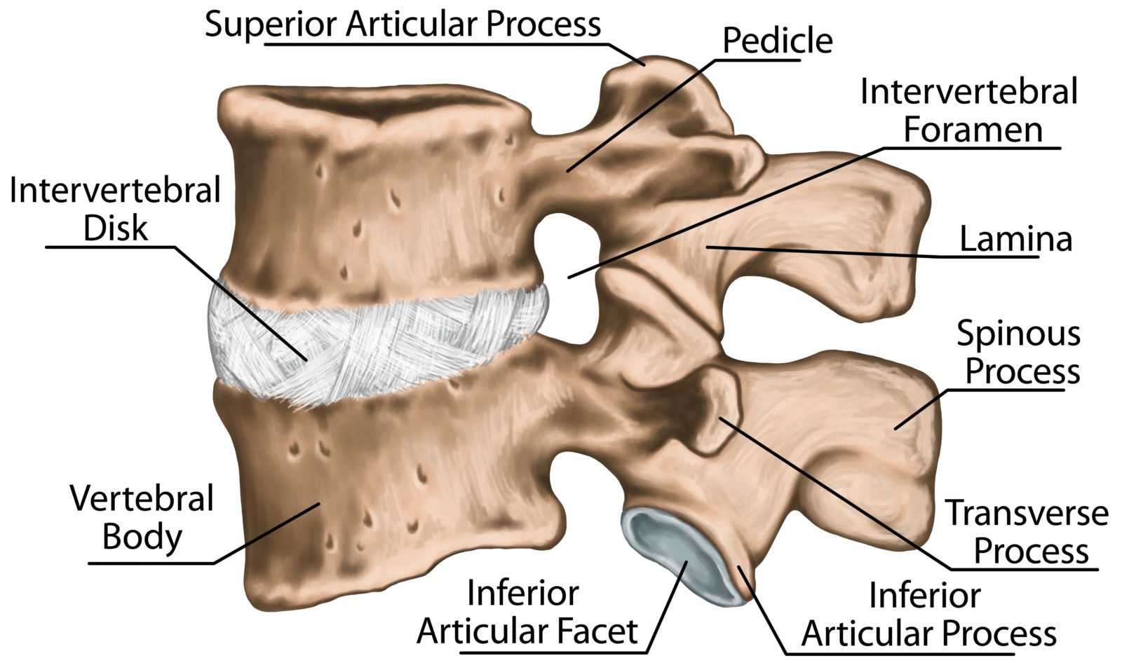 Types of Spine Surgery