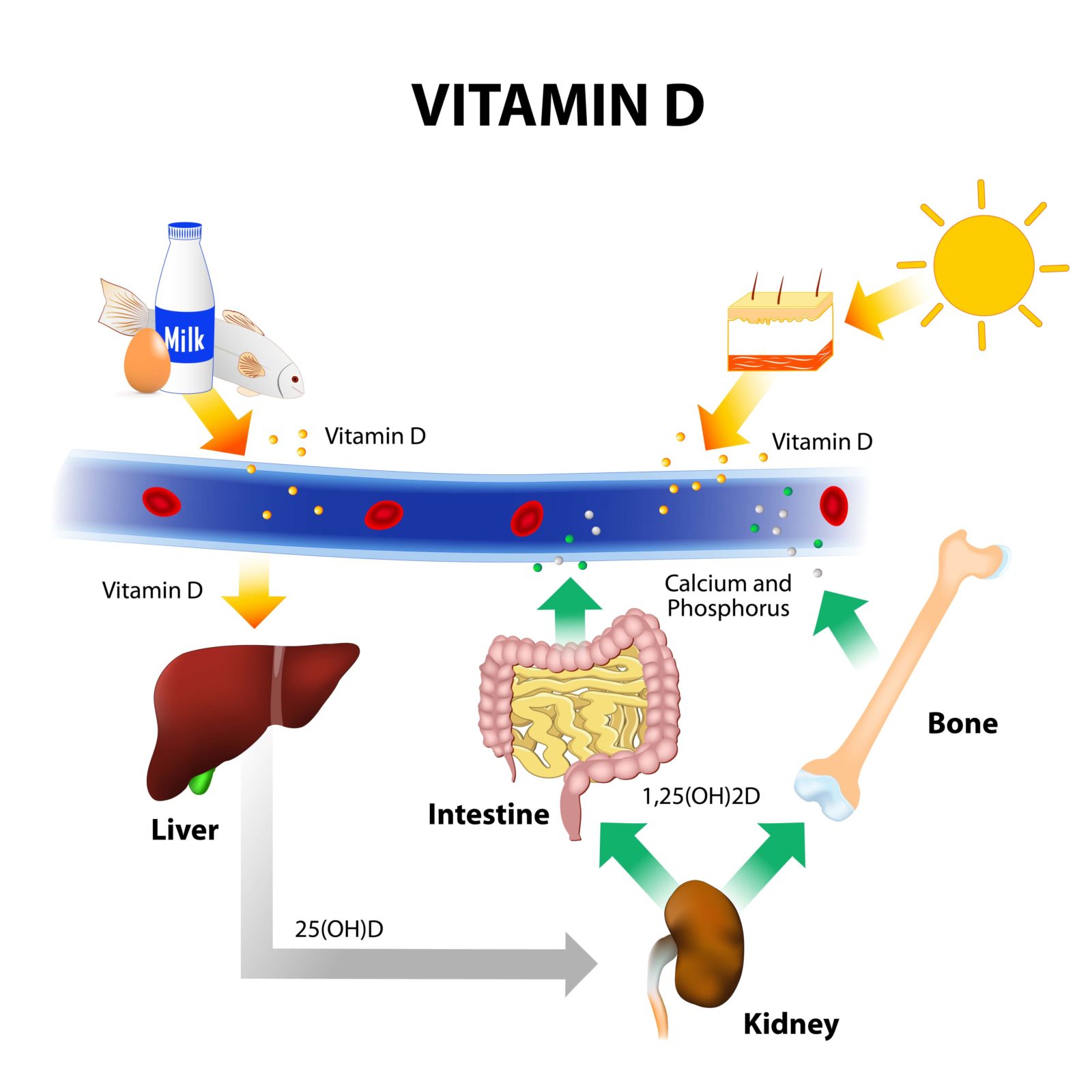 diagram showing how the body absorbs vitamin D