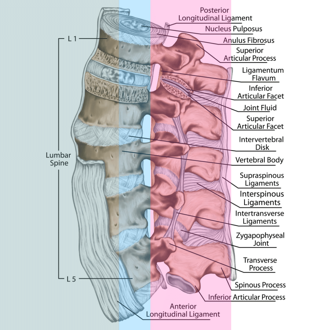 three columns of the lumbar spine