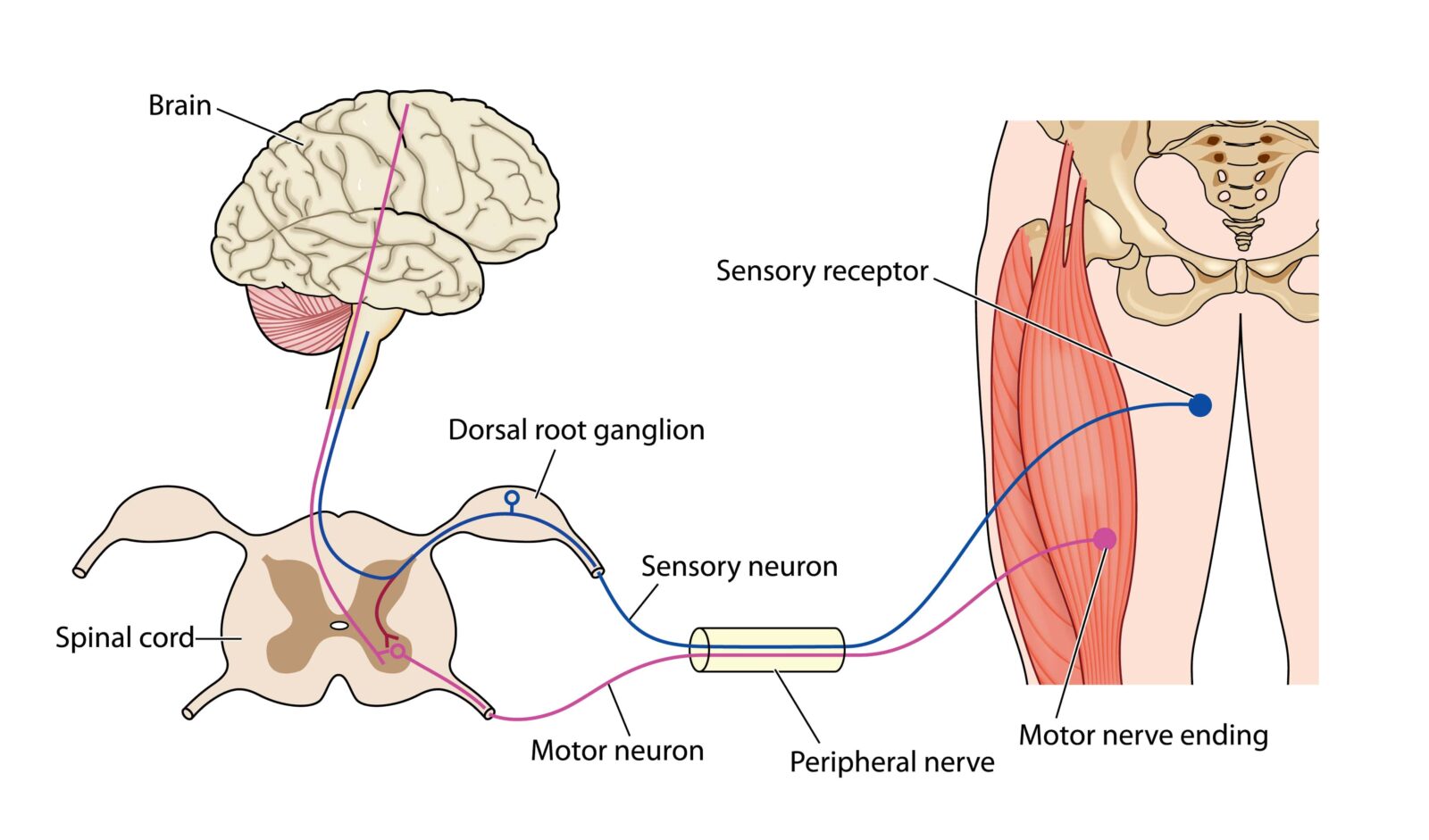 diagram of a nerve signal