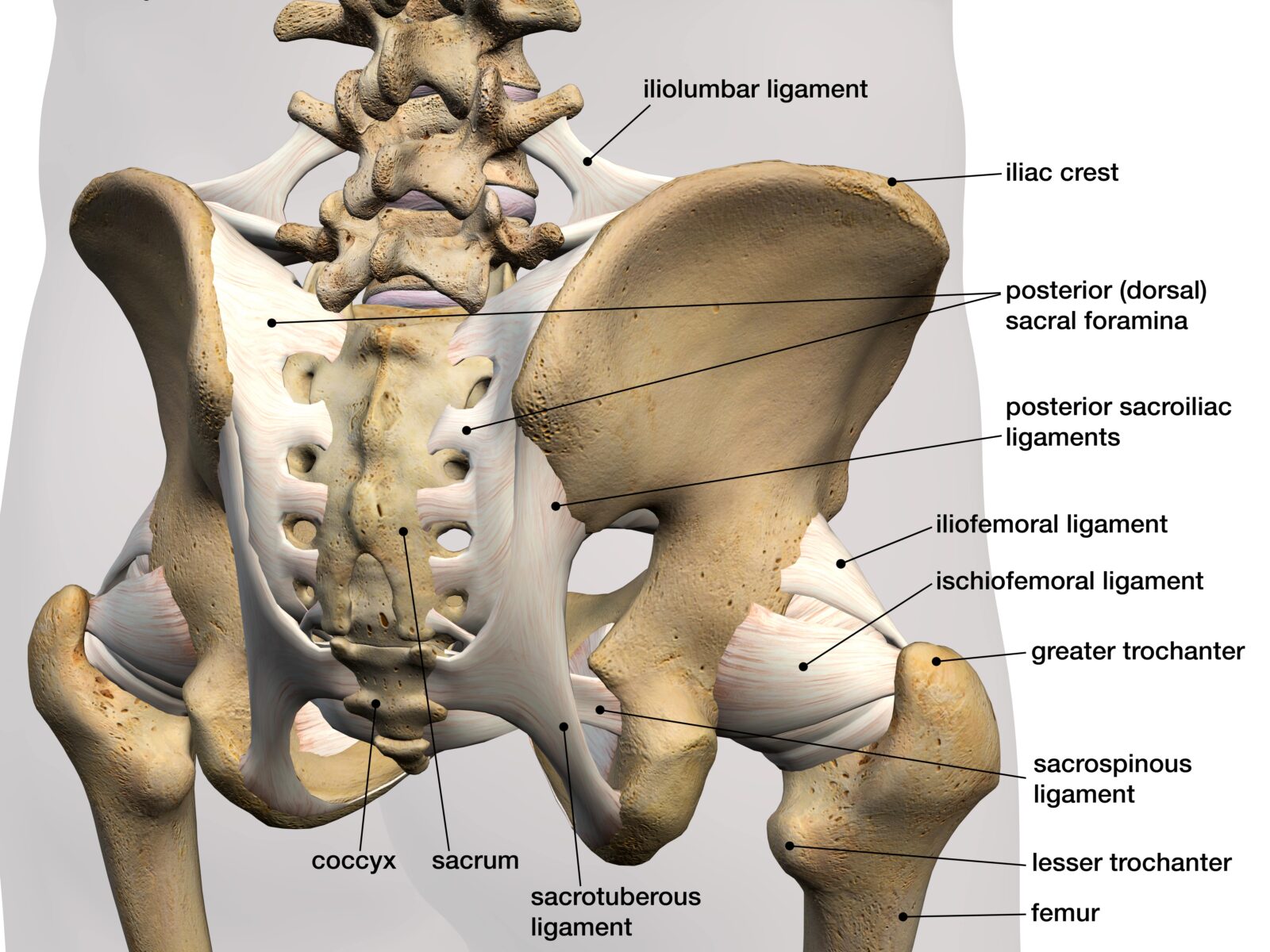 ligaments attached to tailbone and pelvic bones