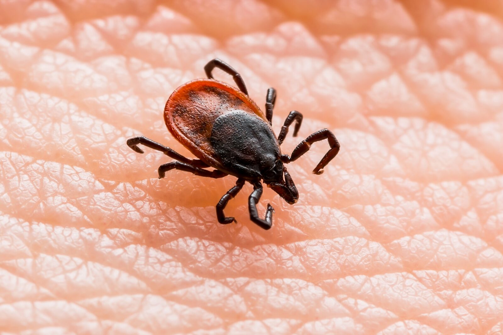 deer tick on skin