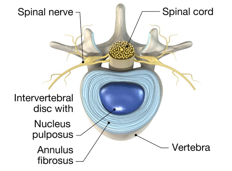 spinal disc anatomy