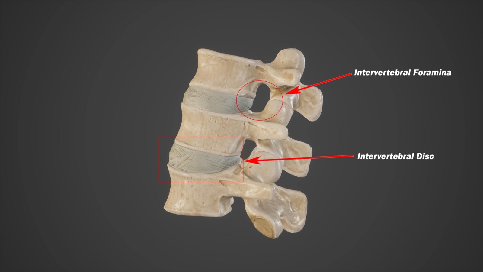 Medical Illustration of Intervertebral Foramina and Intervertebral Disc.3d rendering

