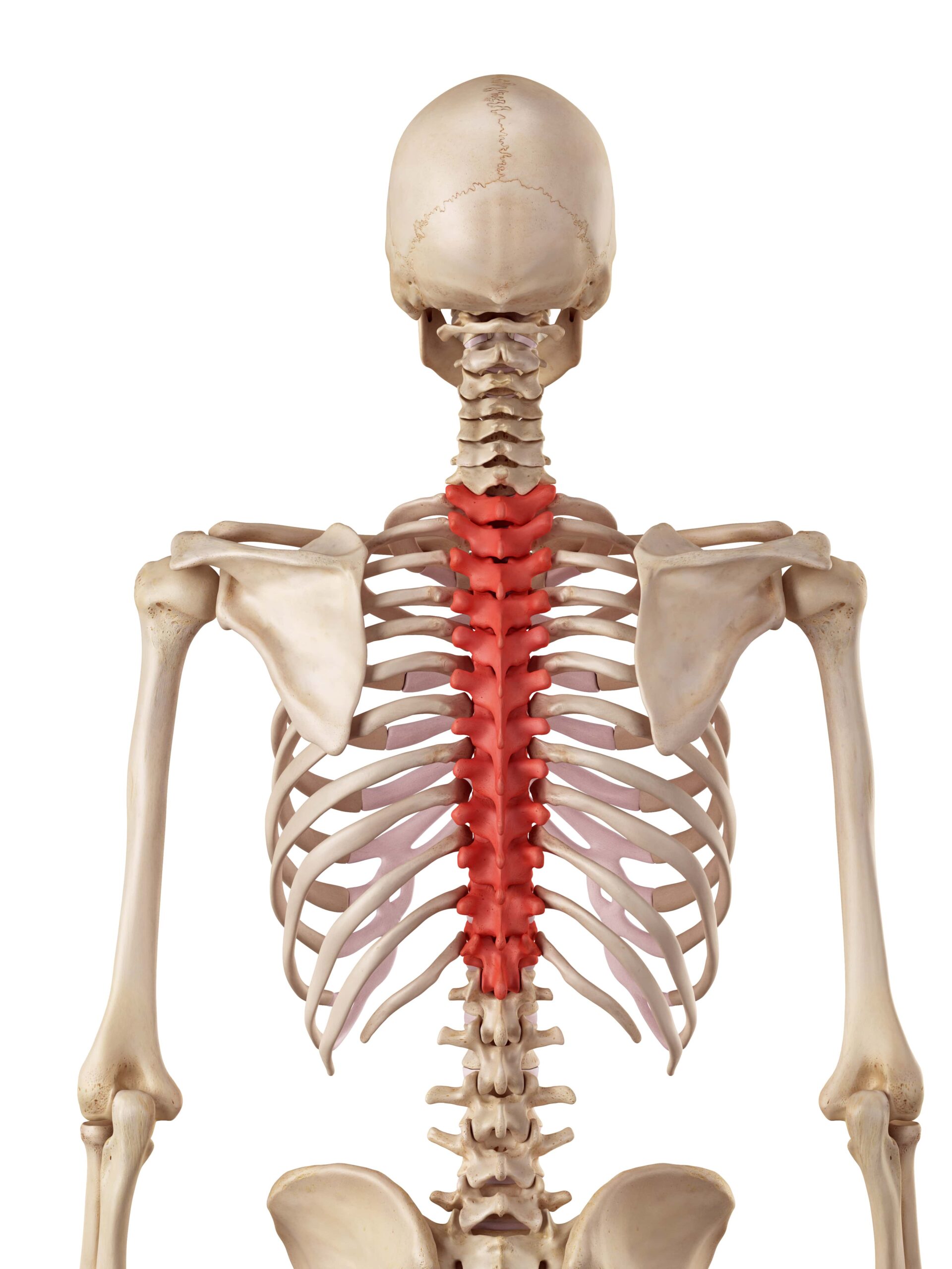 medical accurate illustration of the thoracic spine