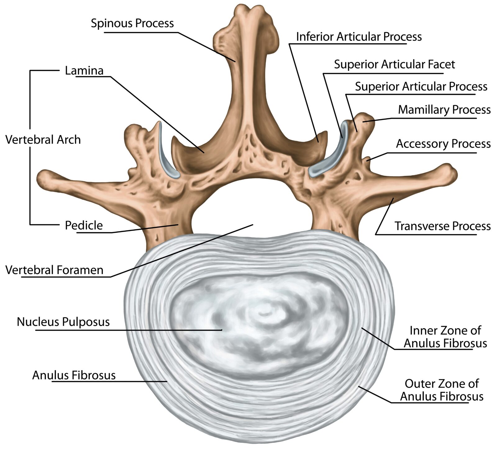anatomy of a vertebra