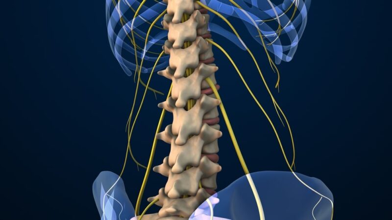 Anatomical Video Showing Lumbar Vertebrae and Nerves 3d illustration