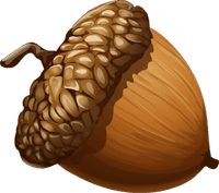 cartoon acorn with transparent background