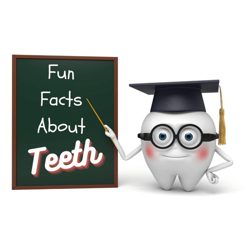 Fun facts about Teeth