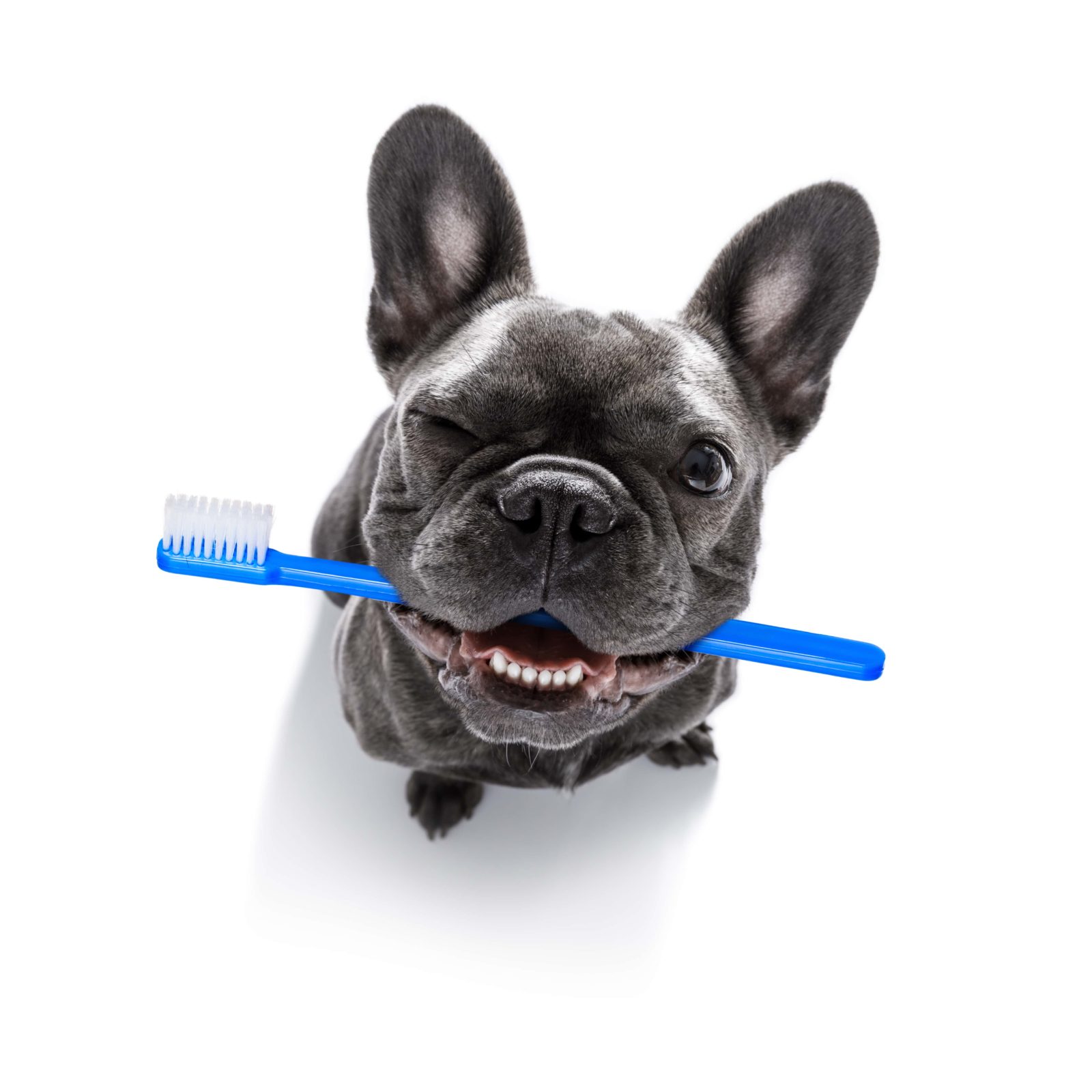 french bulldog with toothbrush in his mouth