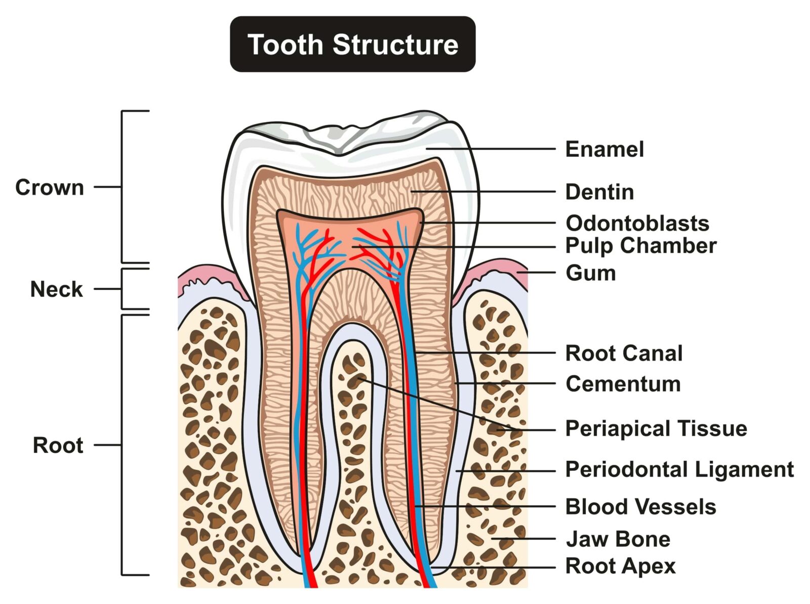 diagram of tooth anatomy
