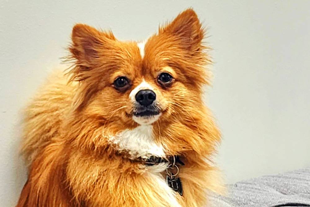 a long-haired Chihuahua or a Pomeranian mix