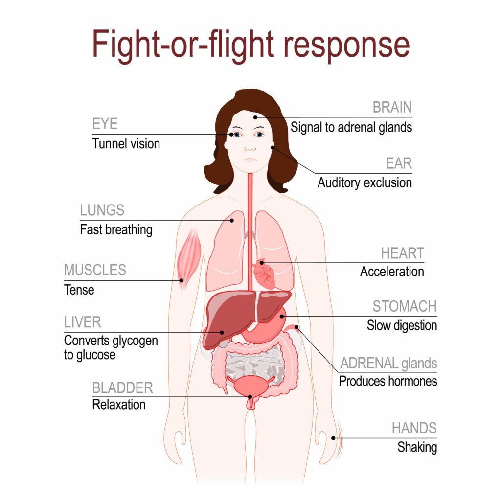 fight or flight diagram