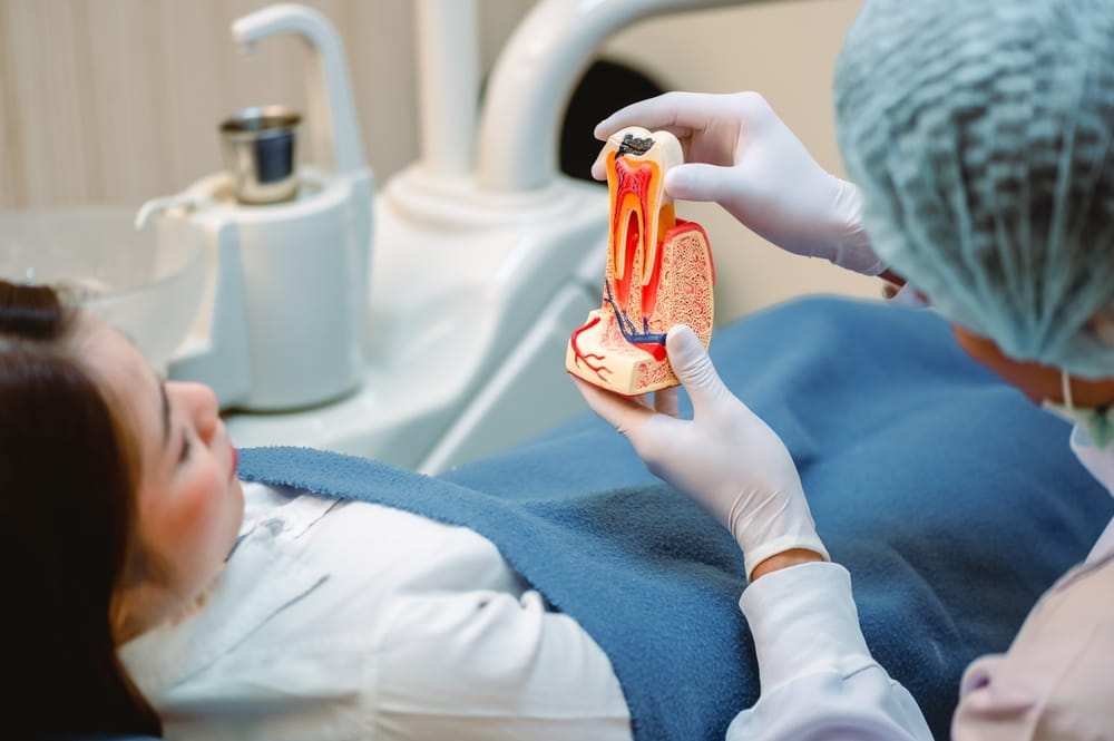 Doctor showing a model of a tooth explaining about a root canal. Dentist tools and equipment
