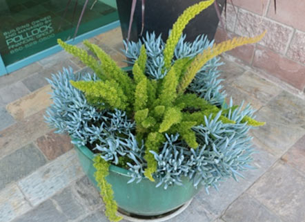 beautiful green plant