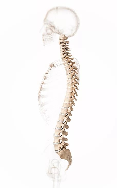 Spine 3D Model 1 showing the concept of General Spine Treatments