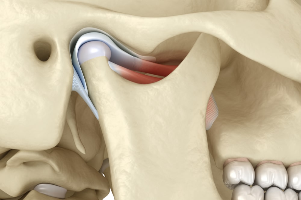 The temporomandibular joints