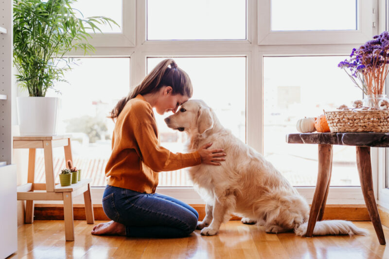 beautiful woman hugging her adorable golden retriever dog at home