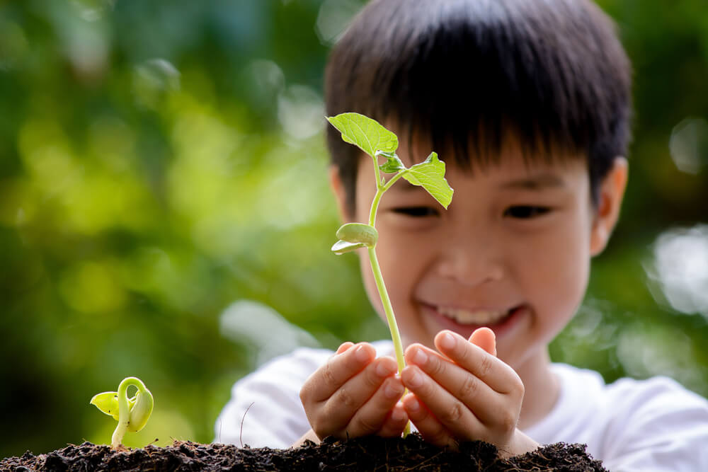Child holding young seedling plant in hands