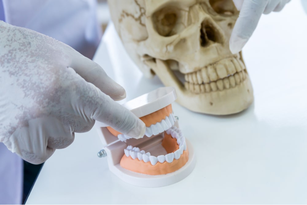 Doctor pointing at the teeth model and a fake human skull