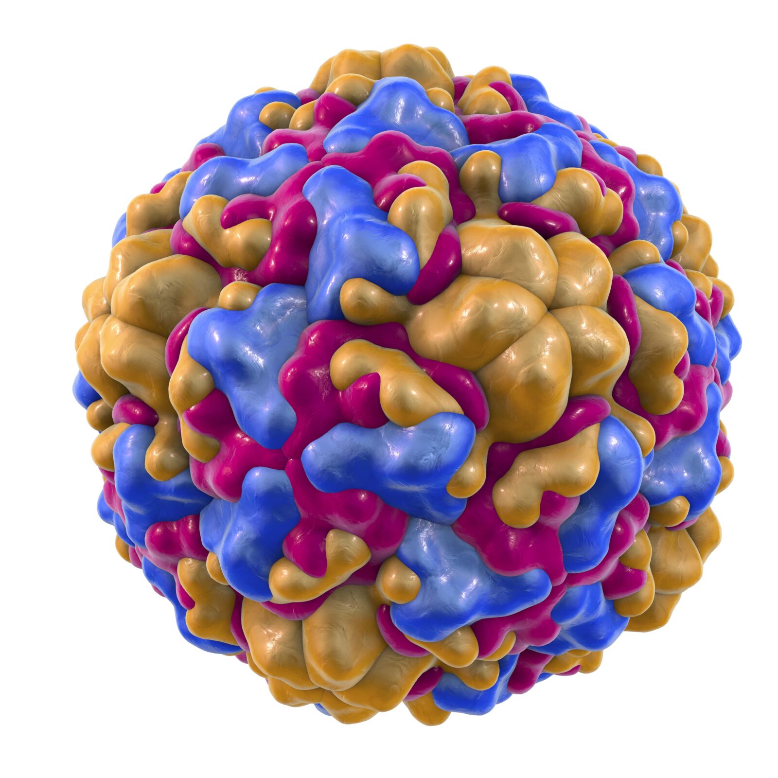 rhinovirus