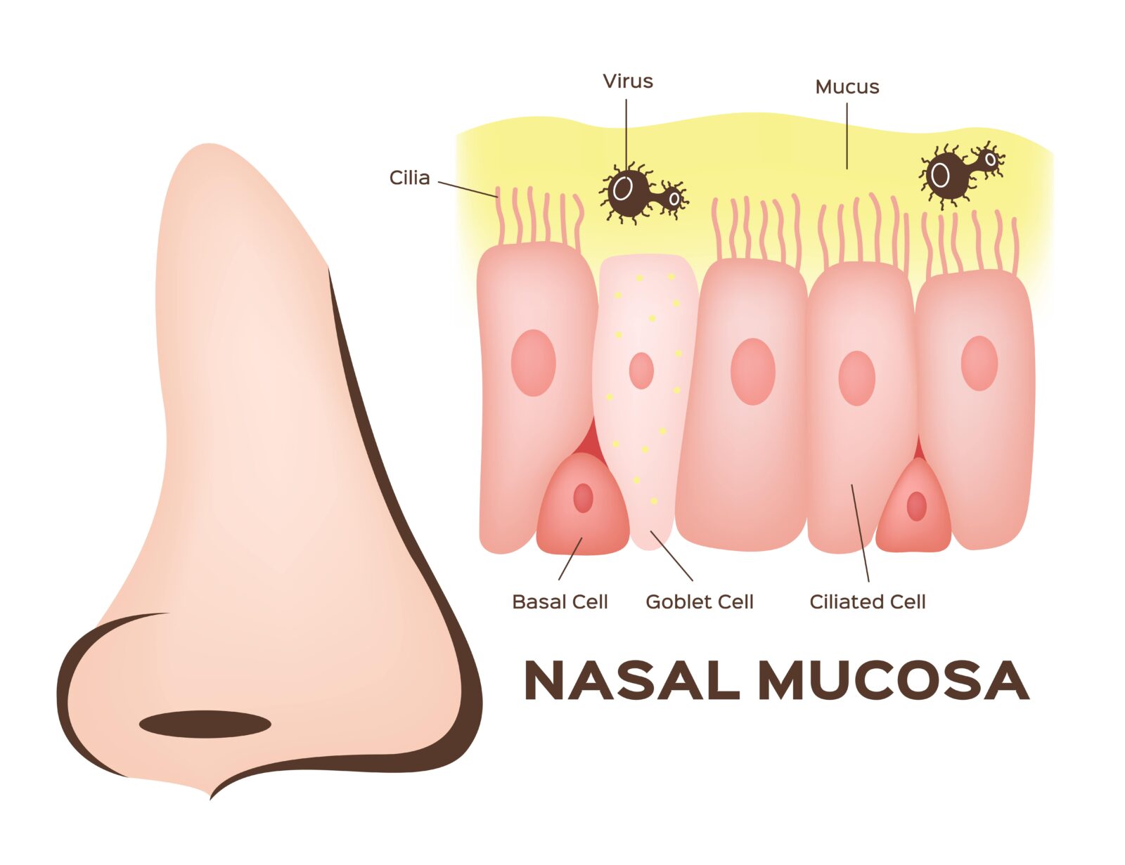 giant nose besides microscopic view of nasal mucosa