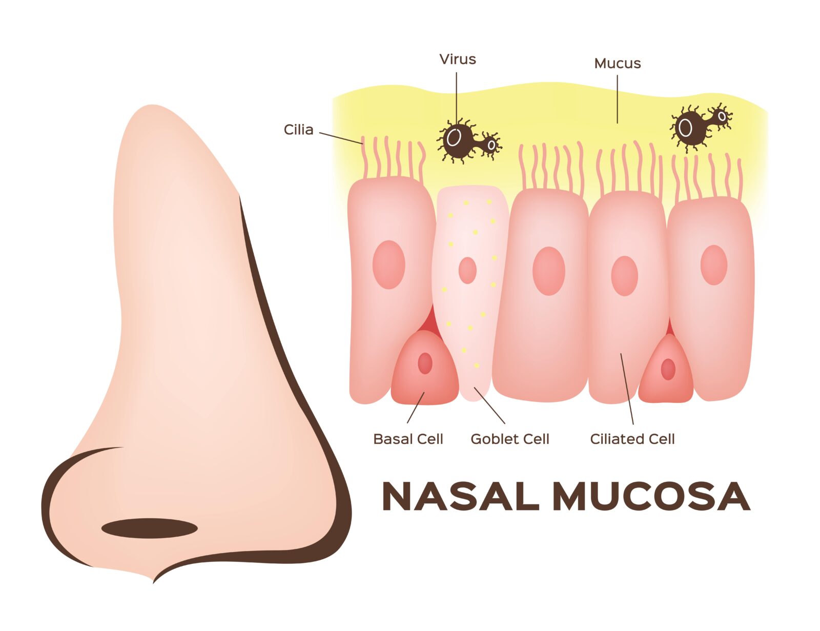 Cilia deals in nose