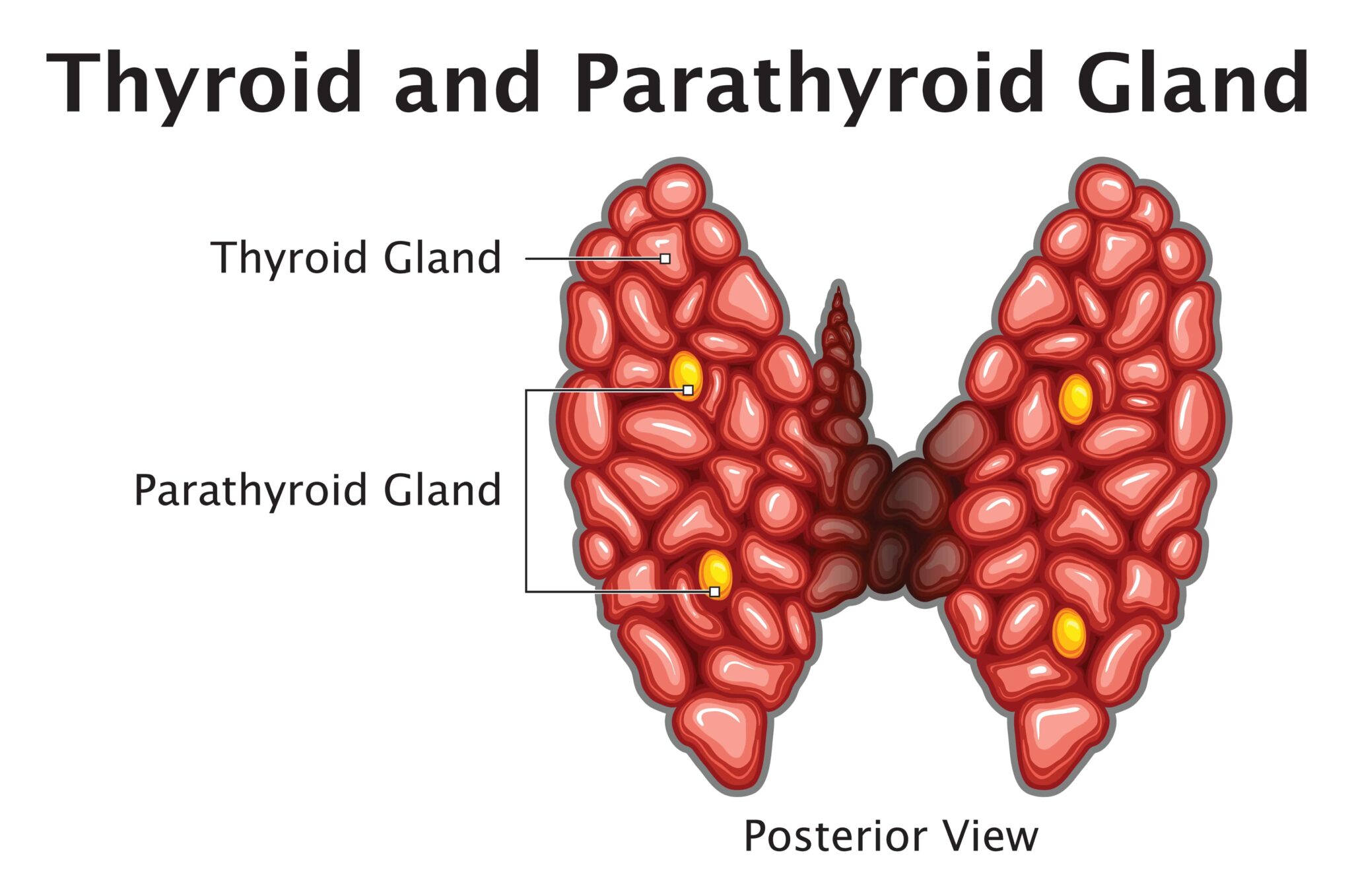 Parathyroid vs. Thyroid Gland: What's the Difference? | Annapolis and ...