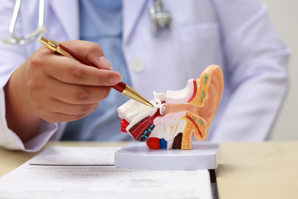 The ear is a sensory organ responsible for hearing and balance.
