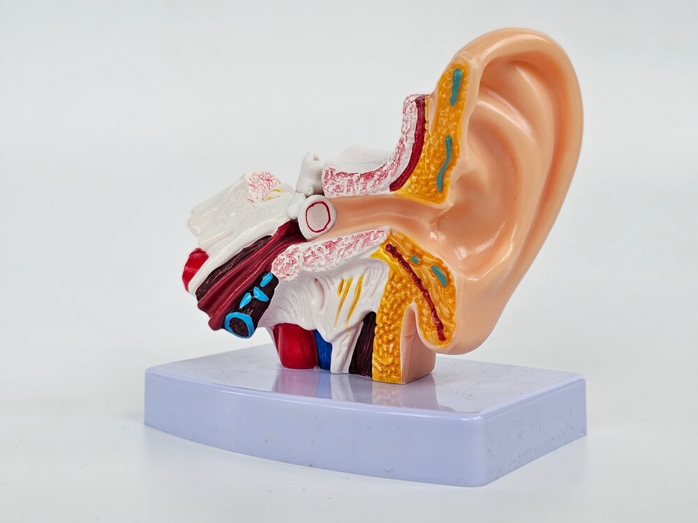 ear anatomy diagram