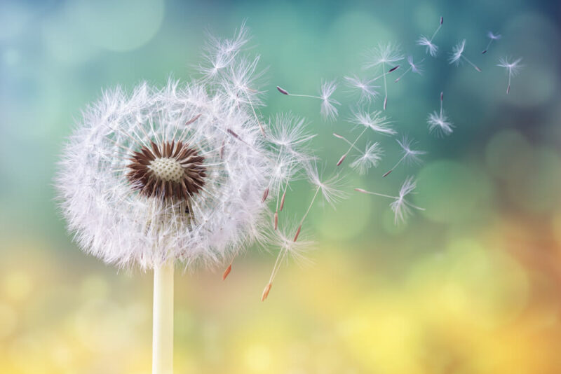 Dandelion seeds in the sunlight blowing away