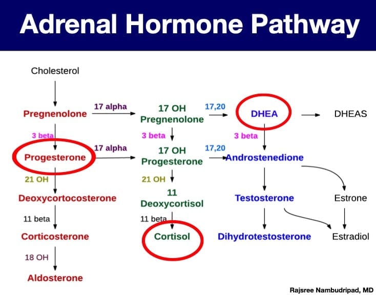 Diagnosis and Treatment of Adrenal Fatigue OC Integrative Medicine