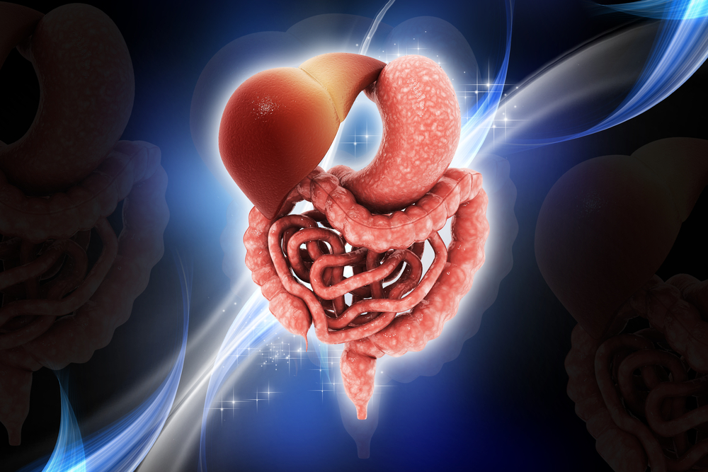 Digital,Illustration,Of,Human,Digestive,System,In,Colour,Background