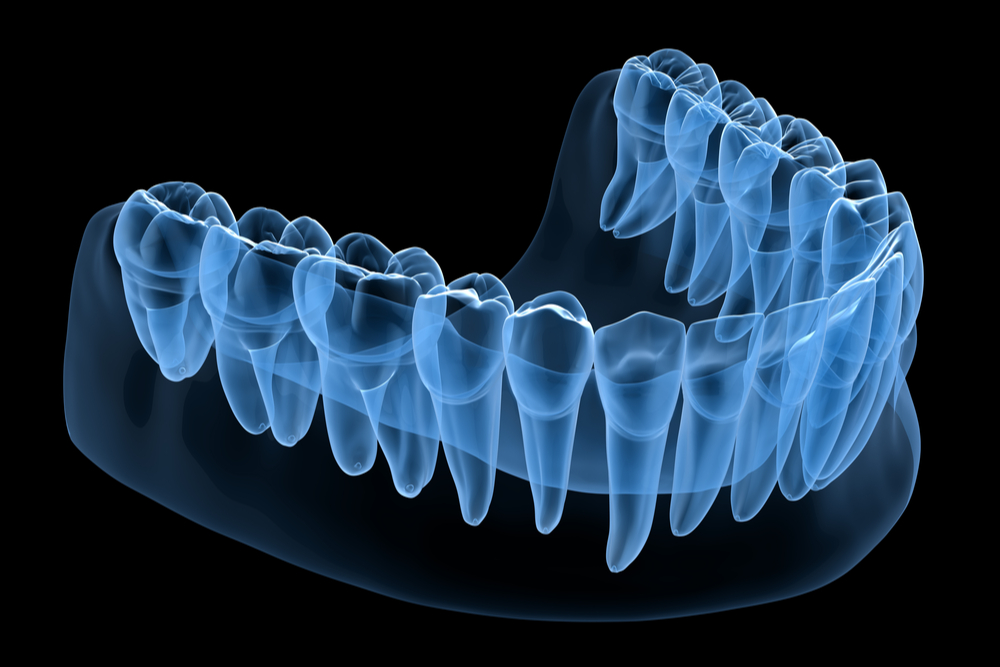 Dental Anatomy of mandibular human gum and teeth