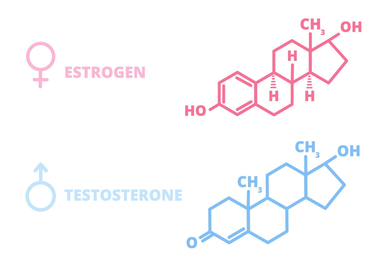 chemical structure of estrogen and testosterone