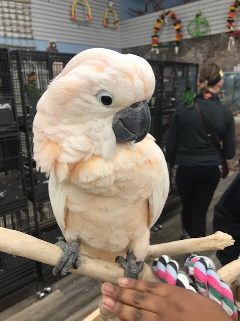 Mullican cockatoo