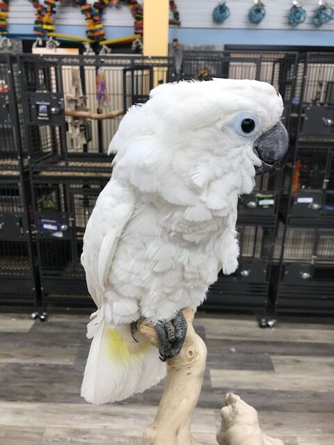 Umbrella cockatoo