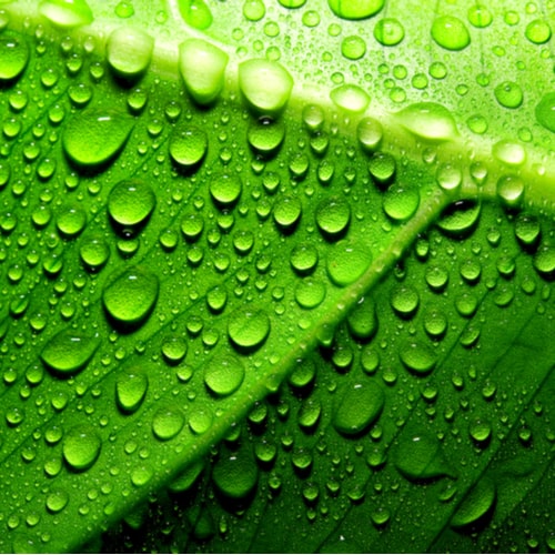 Green leaf with drops of water