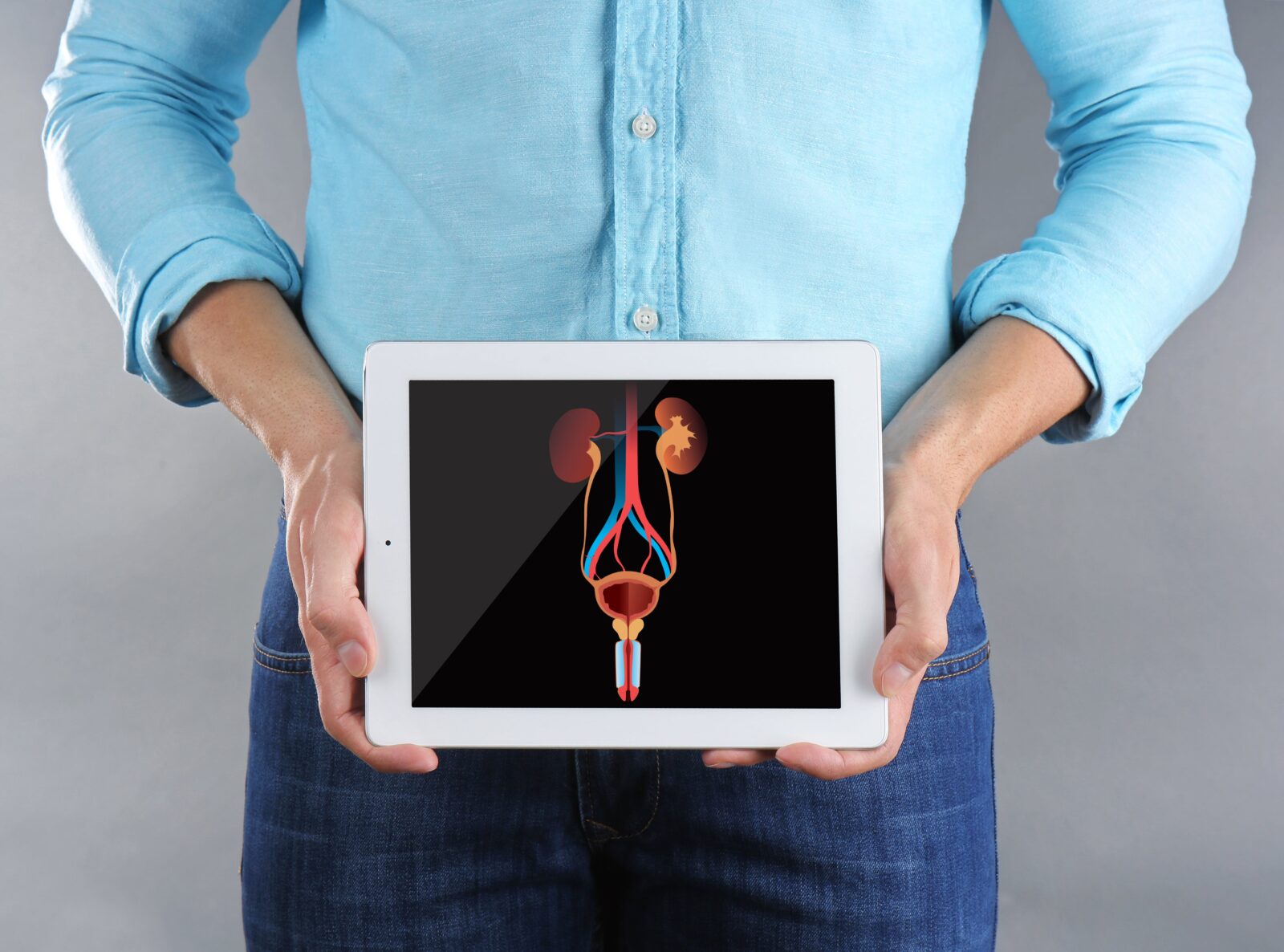 man holding a tablet over abdomen showing urinary anatomy
