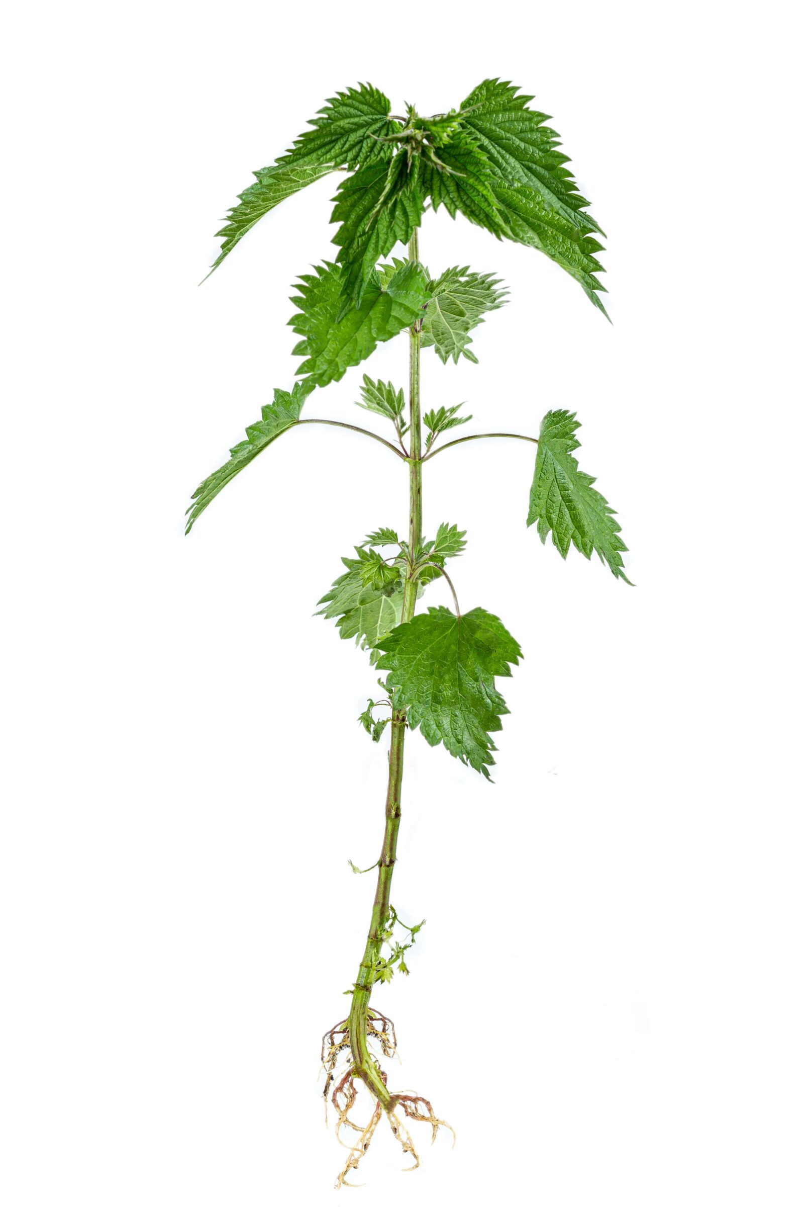 Stinking nettle (Urtica dioica) all plant and with root, on a white background.
