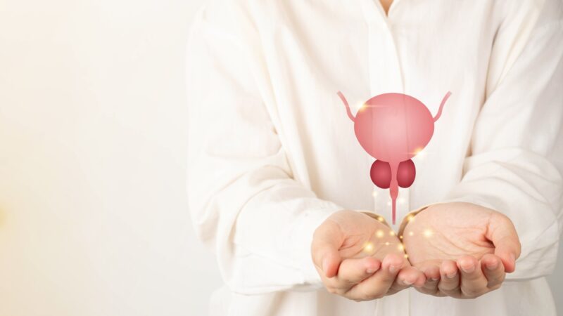 Healthy bladder and prostate gland anatomy on doctor hands. Awareness of BPH, prostate cancer, bladder cancer and men health care. Urology and male reproductive concept. Copy space.