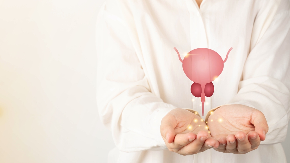 Healthy bladder and prostate gland anatomy on doctor hands. Awareness of BPH, prostate cancer, bladder cancer and men health care. Urology and male reproductive concept. Copy space.