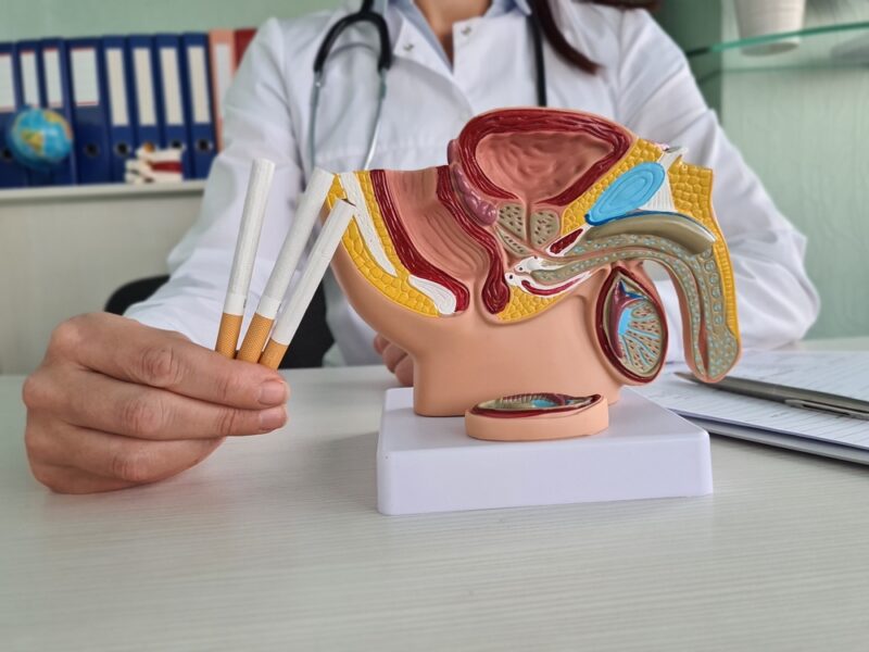 Doctor Holding Cigarettes Near Anatomical Model of Male Reproductive System