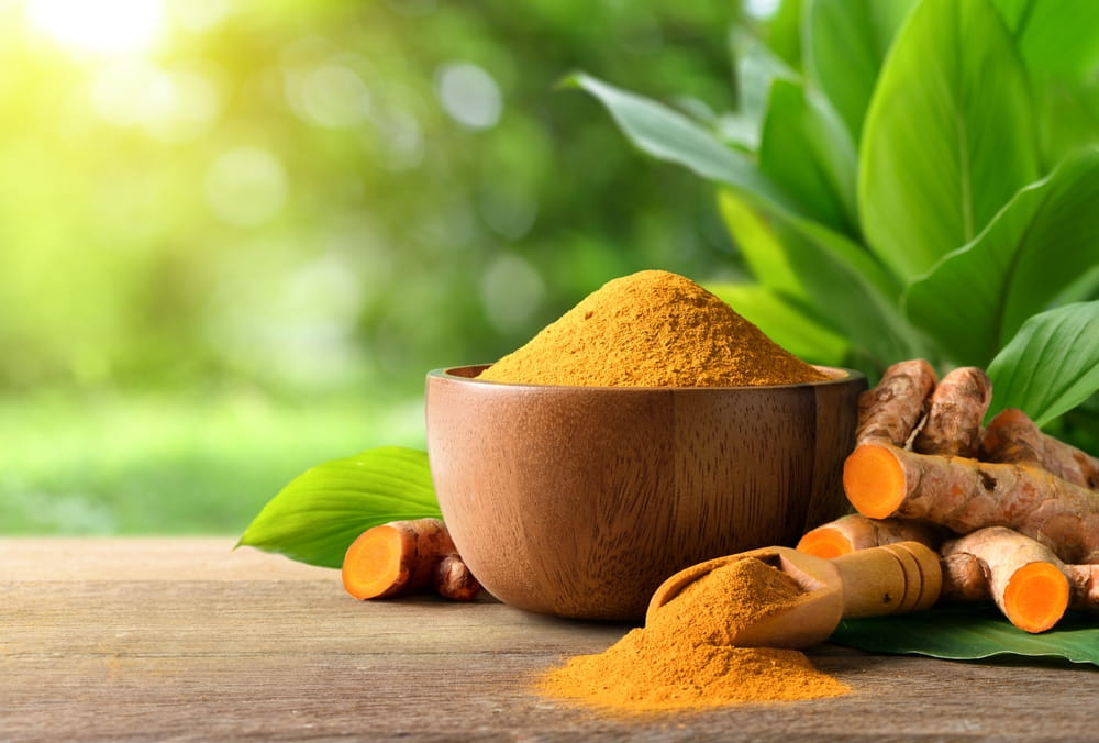 Turmeric (curcumin) powder and fresh rhizome with turmeric plant background.