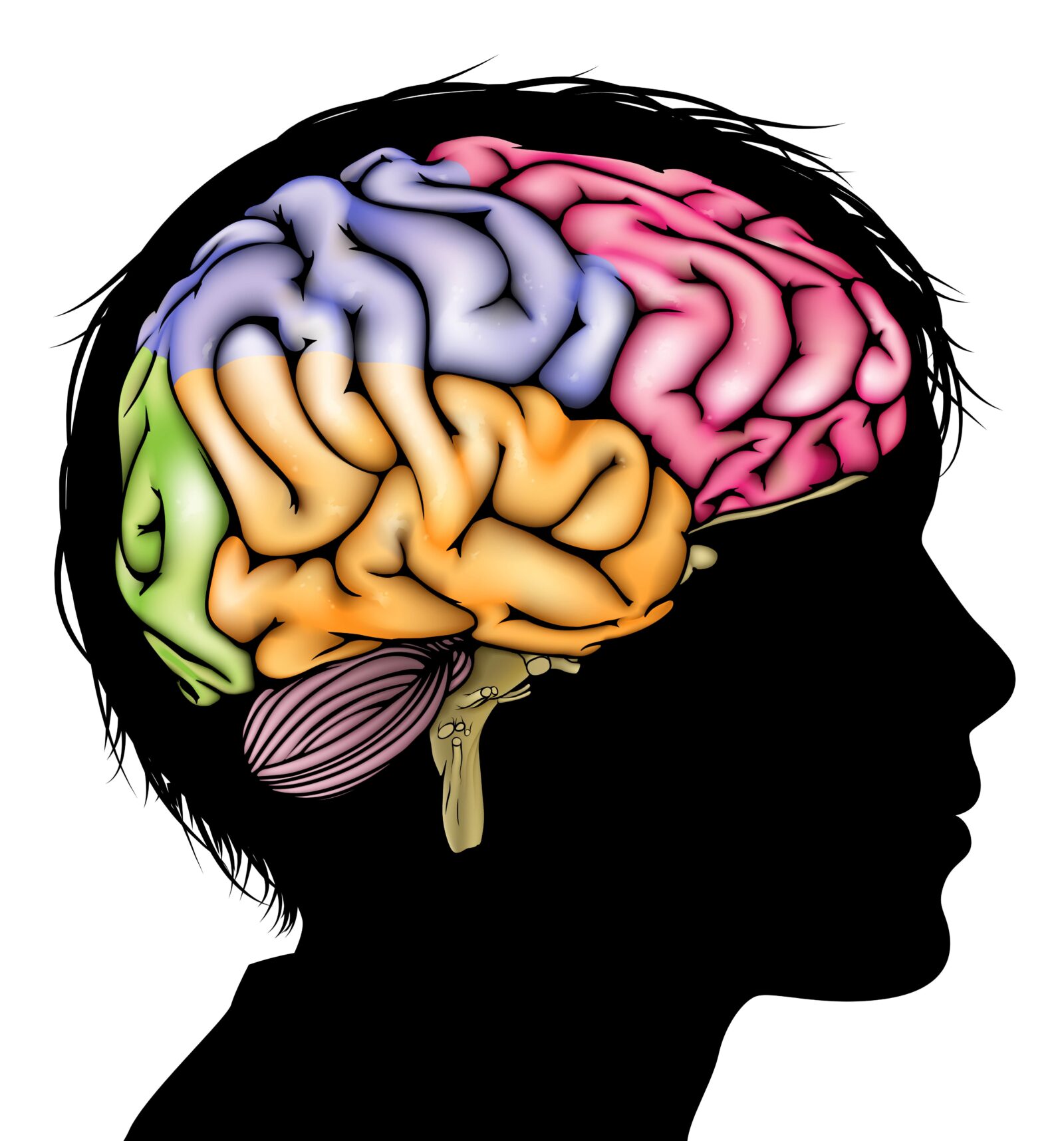 outline of child's brain