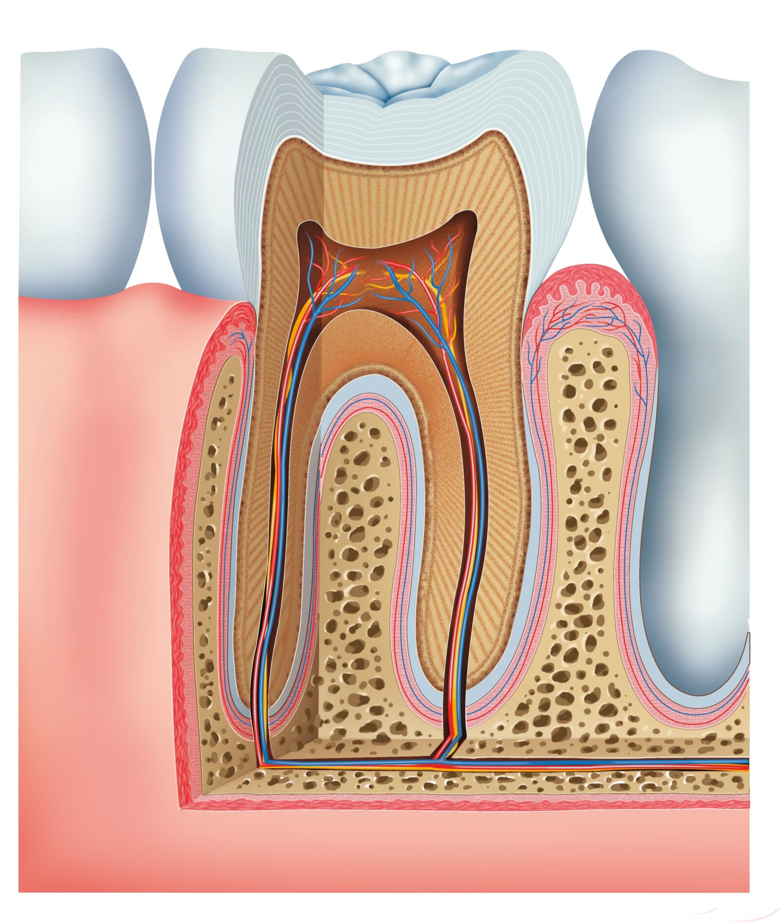 three tooth layers