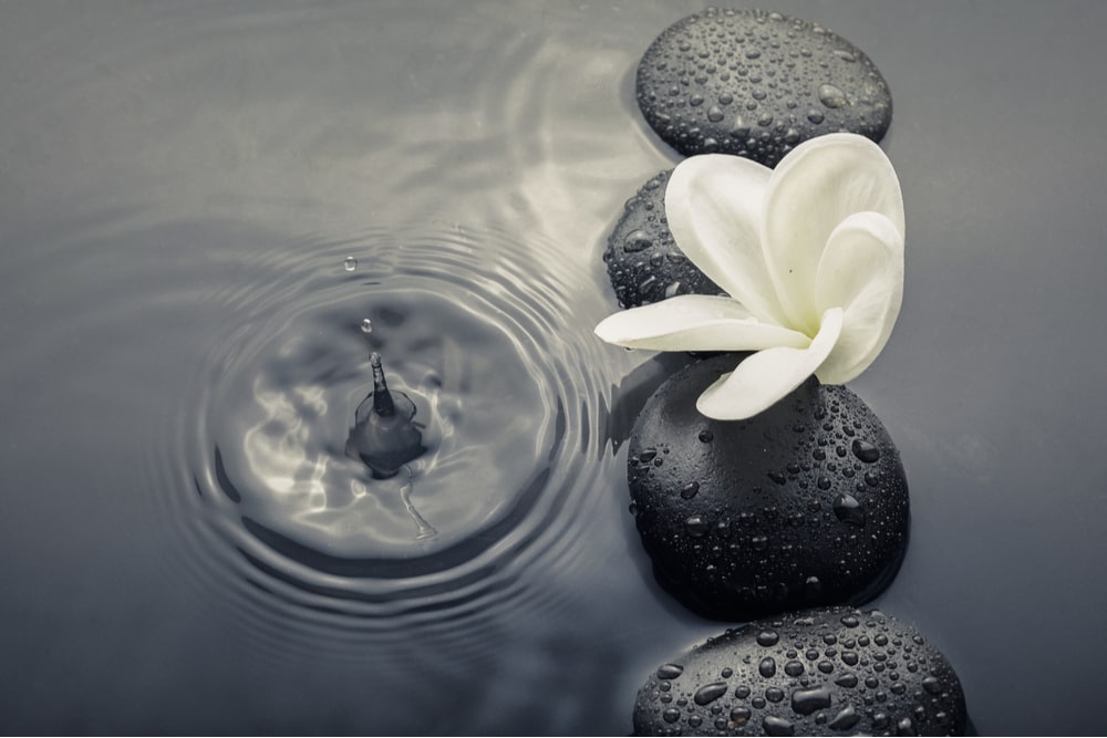 Shiny zen stones with water drops and plumeria flower.