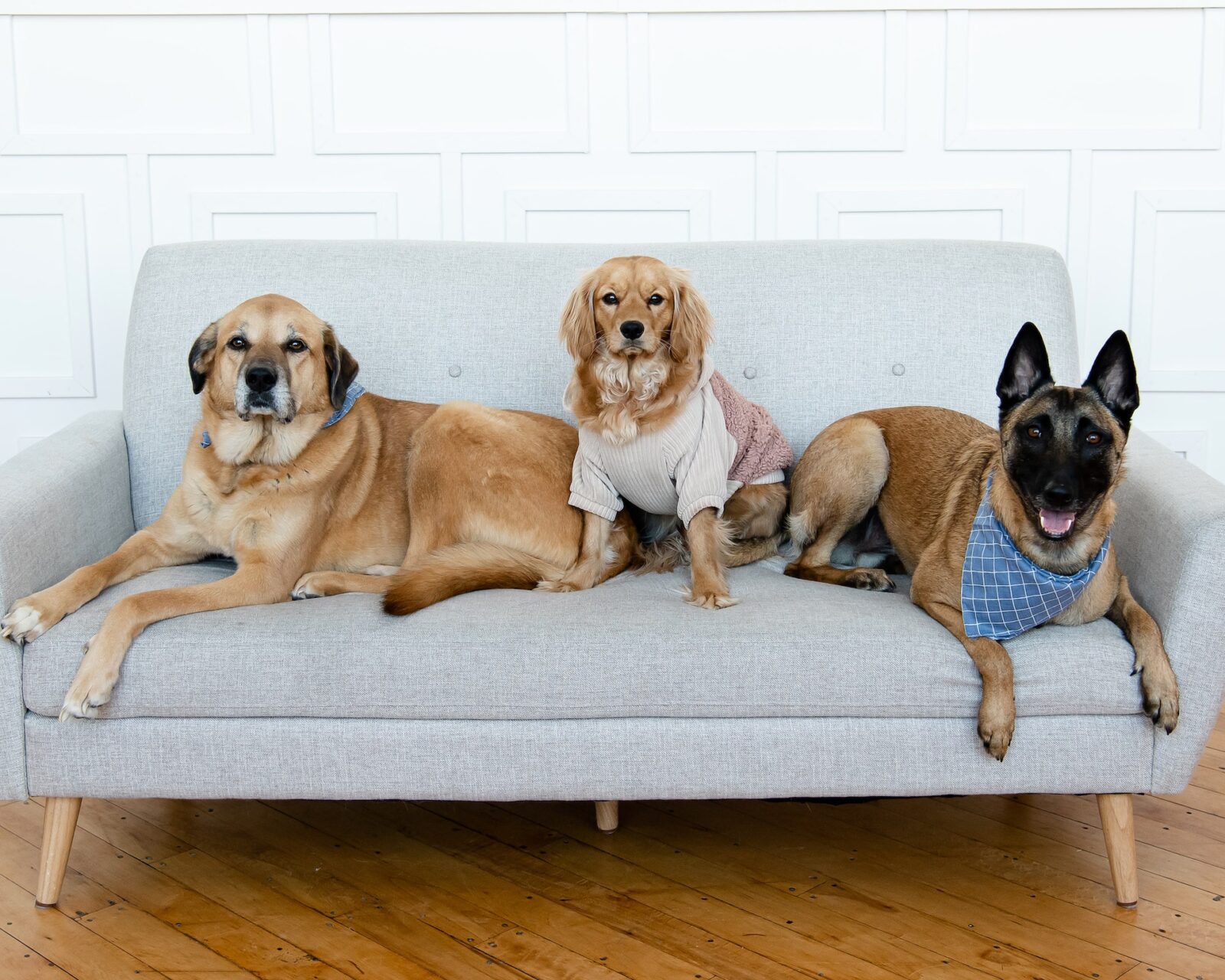 Family dogs on couch