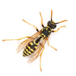 European wasp, Polistes associus