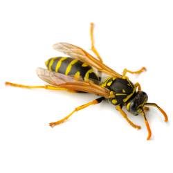 European paper wasp (Polistes dominula) isolated on white